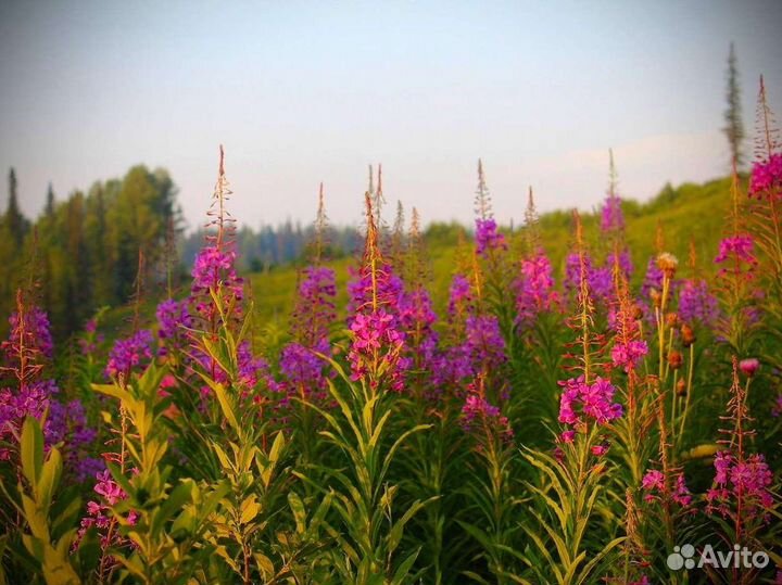 Иван-чай 1 кг, кипрей тот самый чай сбор лето 2023