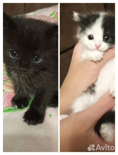 Кошки