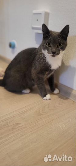 Кошка ласкушка