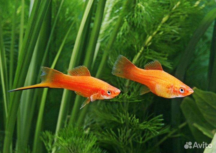 Меченосцы, анцитрусы