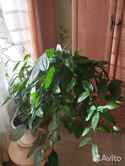 Клеродендрум