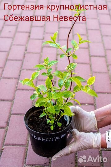 Гортензия черешковая, крупнолистная, Невеста