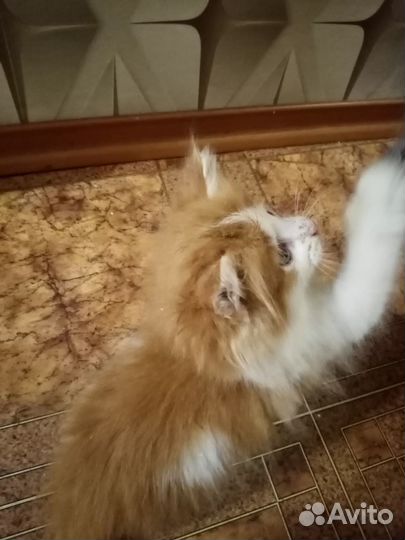 Домашние животные котята