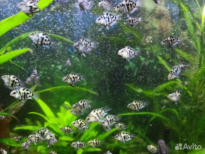 Рыбка сапфировый попугай