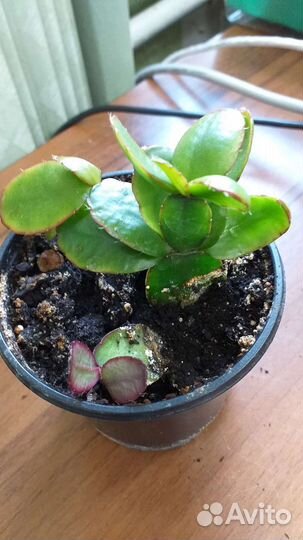 Рипсалидопсис, иначе декабрист