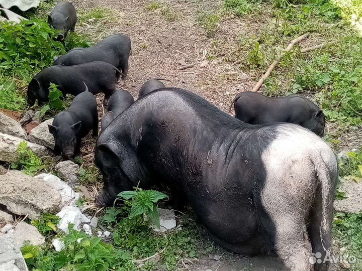 Вьетнамск вислобрюхий поросенок,бык на племя