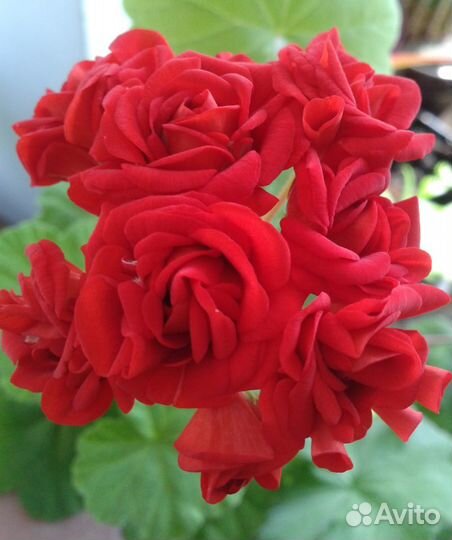 Герань (пеларгония)