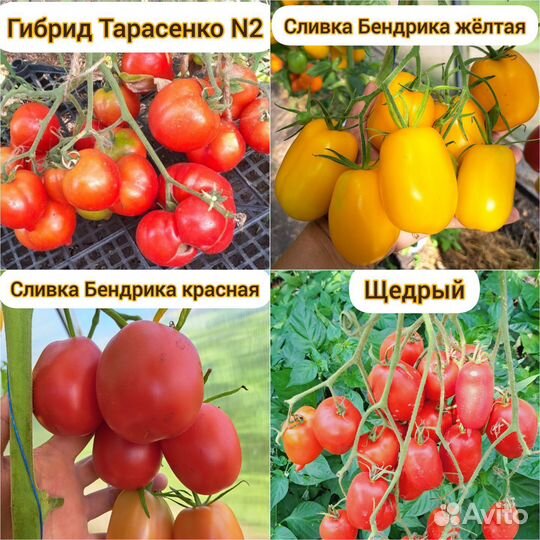 Томаты для закаток(семена)