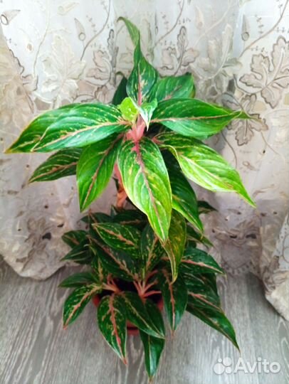 Аглаонема Баттерфляй