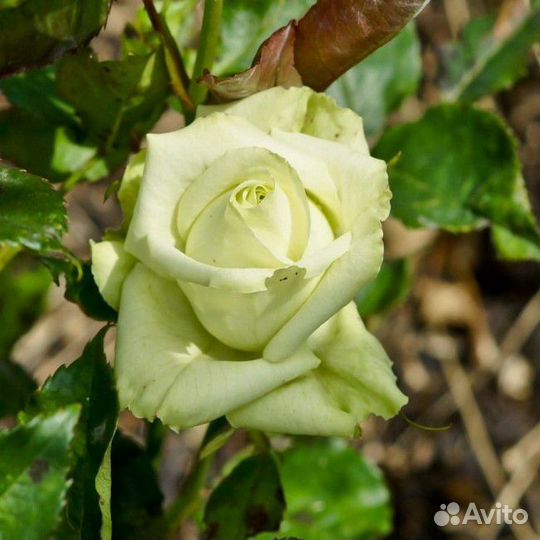 Роза Грин Ти. Саженцы окс