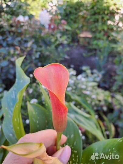 Луковицы каллы сортовые