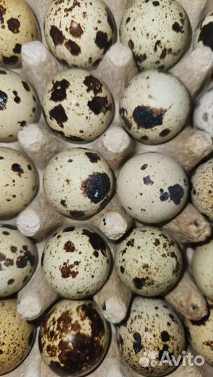 Перепелята, несушки, инкубационные яйца перепела
