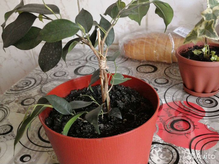 Фикус бенджамина плетеный