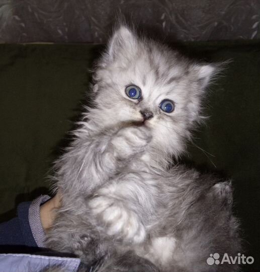 Персидские котята