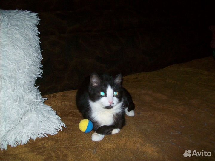 Отдам кошечку