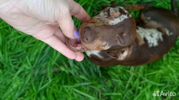 Щенки мини таксы