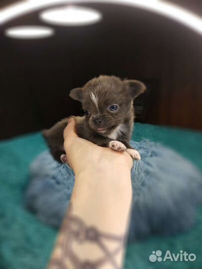 Чихуахуа.Мини мини мальчик