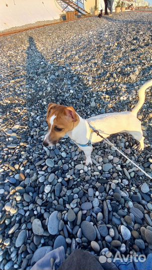 Щенок джек рассел терьер