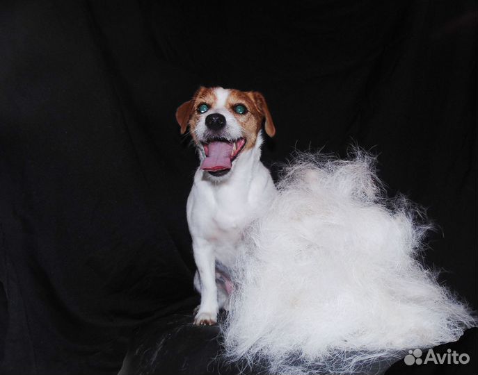 Стрижка, груминг, тримминг собак и кошек в спб