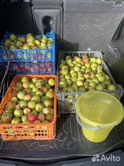 Яблочки и груши