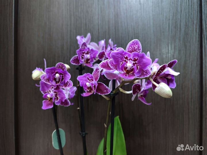 Орхидея Hornglin Vicky с мутацией