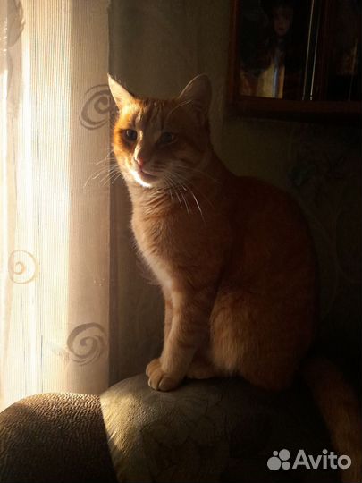 Отдам кота в добрые руки