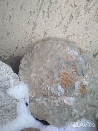 Окаменелости аммониты