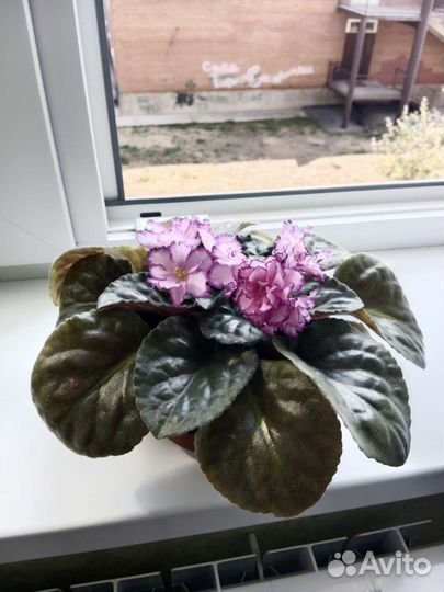 Сортовые фиалки