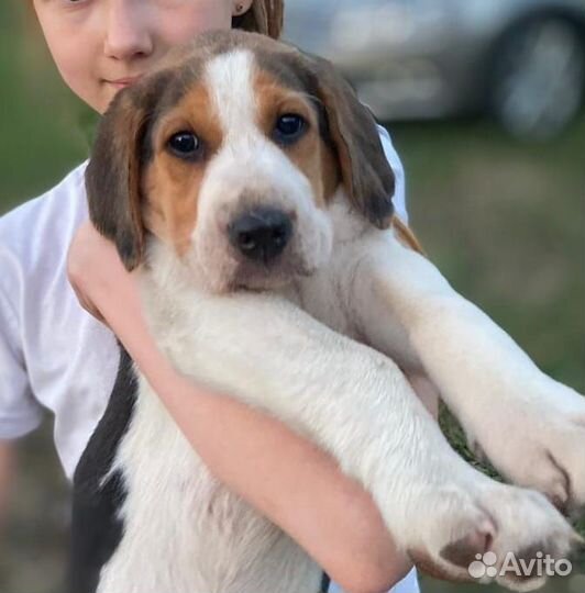 Щенки русской пегой гончей