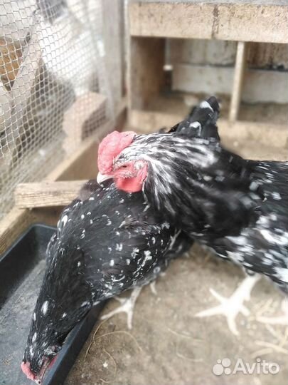 Инкубационное яйцо, цыплята породных кур