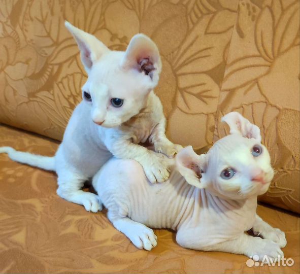 Канадский сфинкс эльф котенок