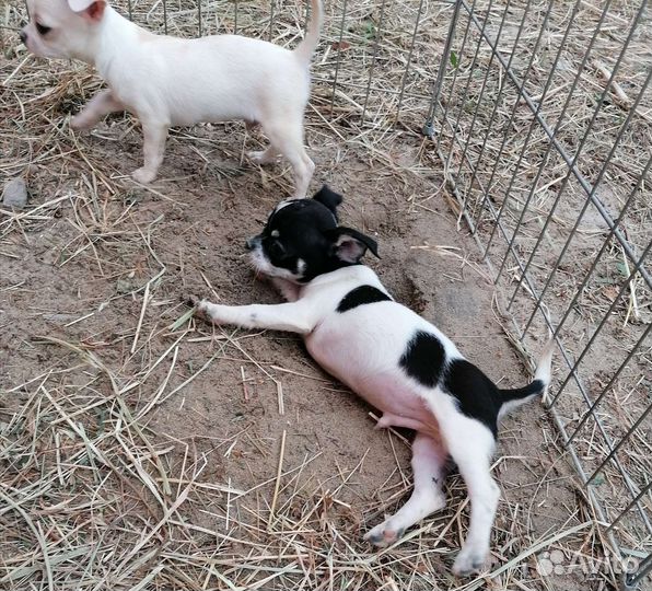 Мальчишки чихуахуа