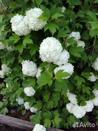 Калина Бульденеж