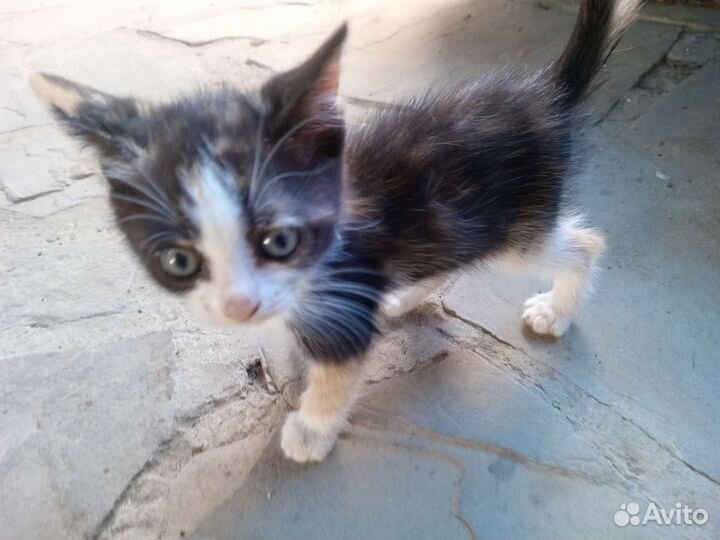 Кошки
