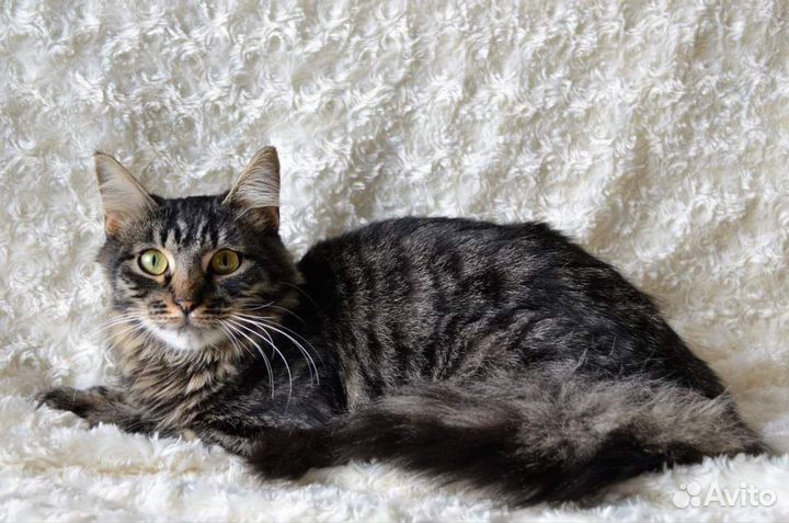 Алиса из приюта красавица 10 мес.ищет семью