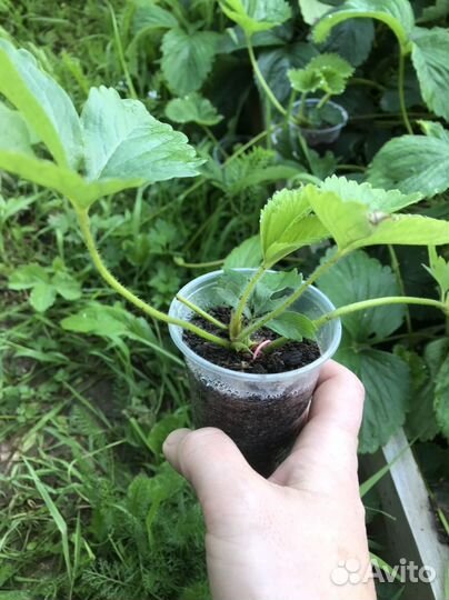 Рассада клубники