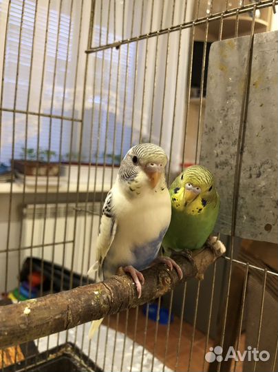 Попугай волнистый