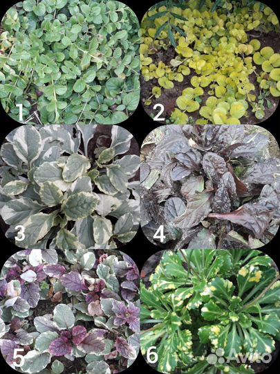 Флокс,барвинок,очиток,дицентра,живучка