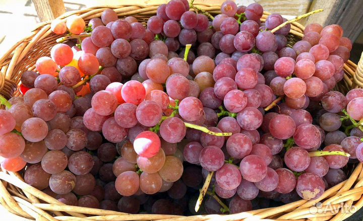 Саженцы винограда