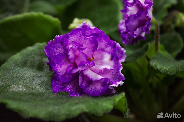 Комнатные растения цветы фиалки