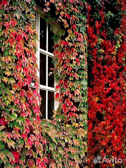 Декоративный виноград 2 сорта