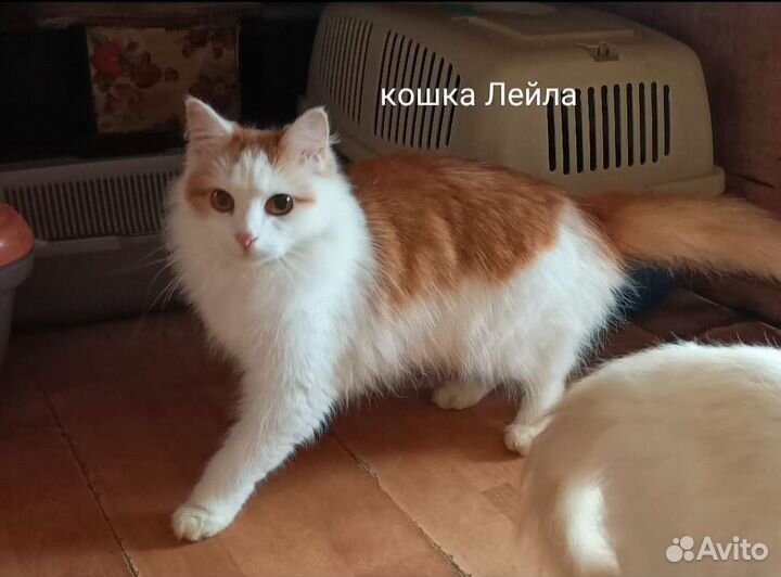 Кошки и котики в дар