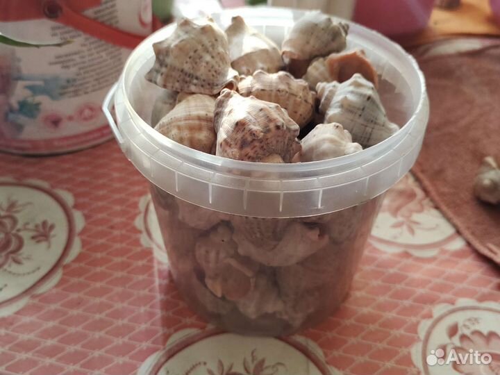 Ракушки