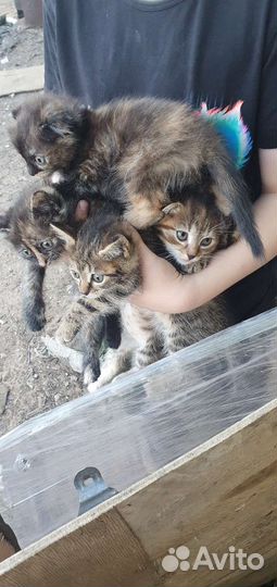 Домашние животные кошки