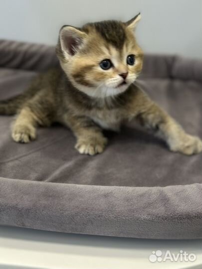 Шотландская девочка