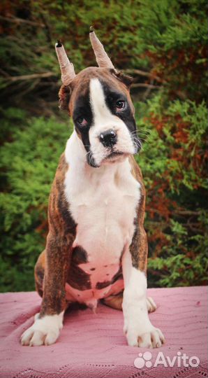 Щенки боксера с родословной