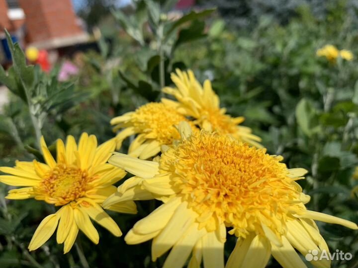 Хризантемы и гортензии