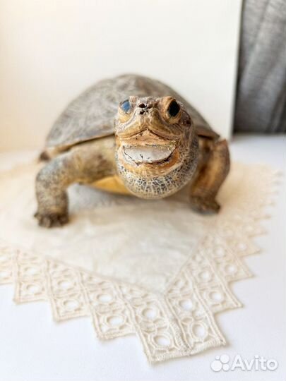 Черепаха чучело
