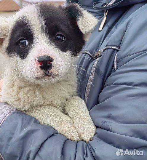 Щенки-девочки