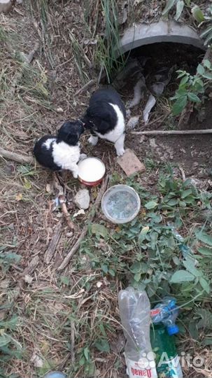 Щенки в беде